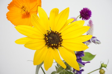 向日葵とマリーゴールド　アップ