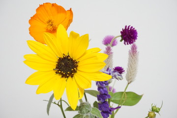 向日葵　マリーゴールド　アップ