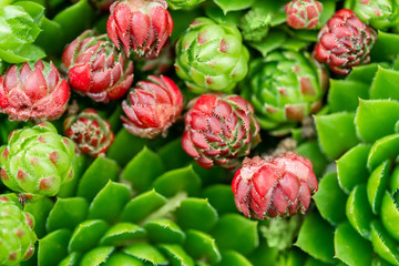 Top view. Collection of succulents in pots. Minimalistic home interior with composition of cactus and succulents . Stylish concept of home garden.