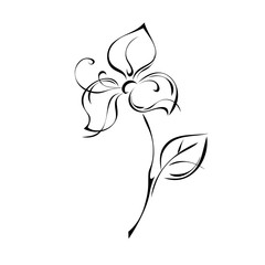 one blooming flower with large petals on a short stem with one leaf in black lines on a white background
