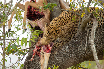 A large dominant male leopard feeding on an impala kill up in a tree