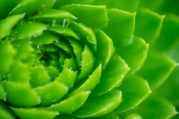 Obraz premium Closeup leafs of succulents . Minimalistic home interior with composition of cactus and succulents . Stylish concept of home garden.