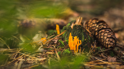 Yellow stagshorn known as a Calocera viscosa. A jelly fungus on forest background with cone and needles.