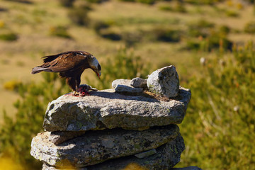 The Spanish imperial eagle (Aquila adalberti), also known as the Iberian imperial eagle, Spanish or Adalbert's eagle sitting on the rock. Imperial eagle  with mountains in the background.