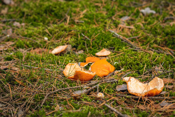 Garbage in the forest, orange peel lying on the forest undergrowth.