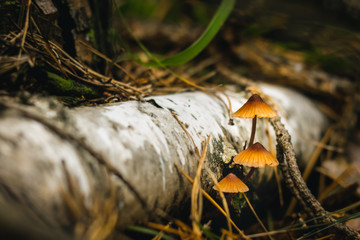 Mycena zephirus. Three small mushrooms growing from the trunk of a birch on a beautiful forest background.