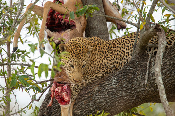A large dominant male leopard feeding on an impala kill up in a tree
