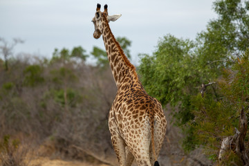 Male Giraffe on a cloudy afternoon