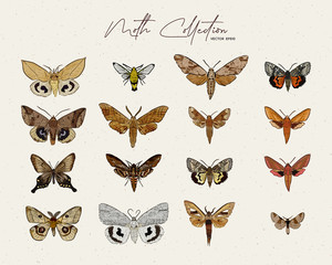 Moth collection, hand draw sketch vector. - obrazy, fototapety, plakaty