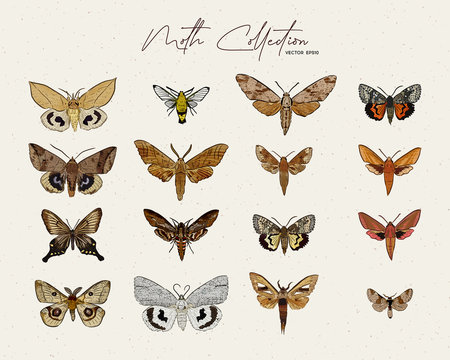 Moth collection, hand draw sketch vector.