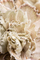 Petal of beige dyed Carnation, flower background. Dianthus caryophyllus. Spring flower pattern