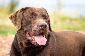 Adult labrador retriever chocolate color