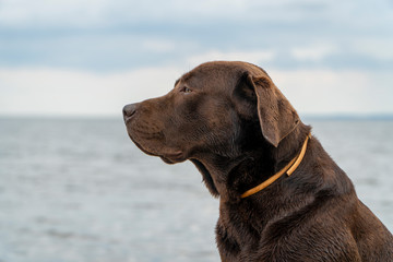 Adult labrador retriever chocolate color