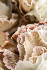 Close up petal of beige dyed Carnation, flower background. Dianthus caryophyllus. Spring flower pattern