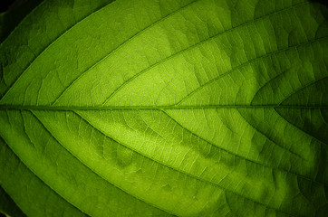 Close-up nature green leaf texture background with light in the back