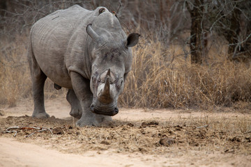 Large Dominant white rhino bull scent marking at a large dung midden © Darrel