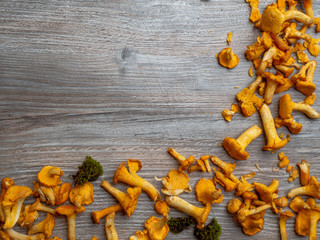 Yellow chanterelle cantharellus cibarius on rustic wooden background