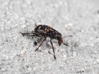 Macro Photo of Weevil Beetle or Snout Beetle on The Floor