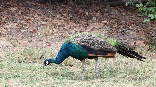 HD video of one peacock walking in dying grass recently cut, looking for food. Peafowl is a common name, but, Male peafowl are referred to as peacocks, and female peafowl as peahens