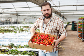 Greenhouse owner satisfied with harvest of strawberries