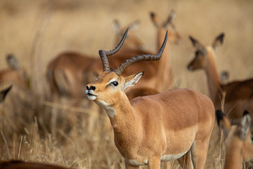 Breeding herd of Impala with a dominant Ram 