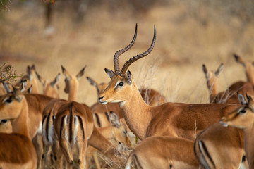 Breeding herd of Impala with a dominant Ram 