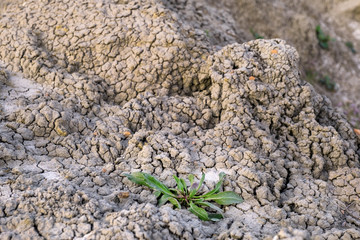 flower green dry land cracks grey gray grayscale ground light shadow background landscape terrain twig