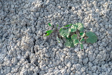 flower green dry land cracks grey gray grayscale ground light shadow background landscape terrain twig