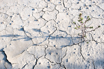 flower green dry land cracks grey gray grayscale ground light shadow background landscape terrain twig