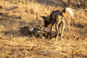 Pack of wild dogs with young puppies feeding and playing with female still full of milk