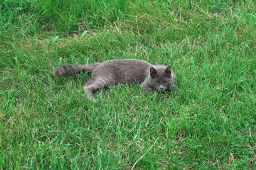 A gray cat is playing on the grass.