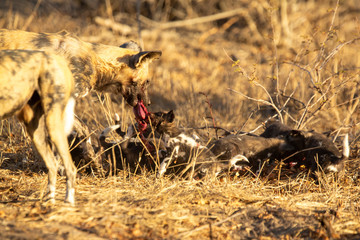Pack of wild dogs with young puppies feeding and playing with female still full of milk