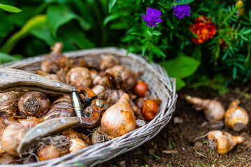 Bulbs of flowers ready for autumn planting.