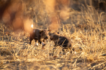 Pack of wild dogs with young puppies feeding and playing with female still full of milk