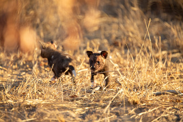 Pack of wild dogs with young puppies feeding and playing with female still full of milk
