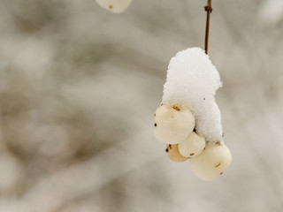Winter forest. Trees covered with snow.