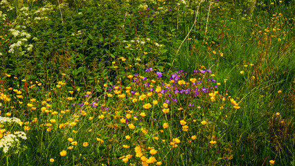 Meadow with flowers in spring or summer.