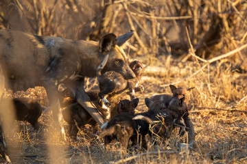 Pack of wild dogs with young puppies feeding and playing with female still full of milk