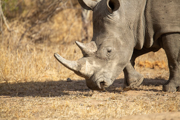 Fototapeta premium Large dominant white rhino bull