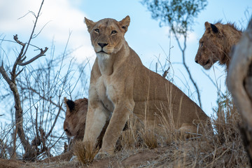 Pride of lions seated on a large termite mound after being chased by elephants