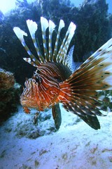 Lion fish tropical  in under deep blue sea 