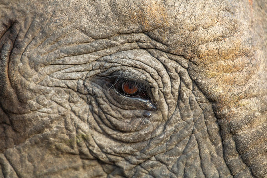 Close up of an Elephant eye showing the eyelashes