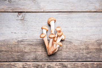 Wild honey fungus (Armillaria mellea) mushrooms on the rustic wooden background. Selective focus. Shallow depth of field. 