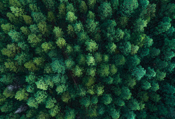 Aerial panorama of a dense nordic looking forest. Beautiful green tree like Christmas trees or pine...