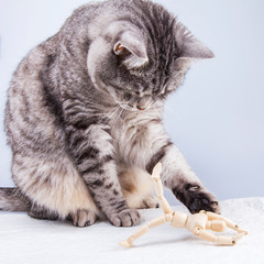 Beautiful grey cat plays with human model for artists