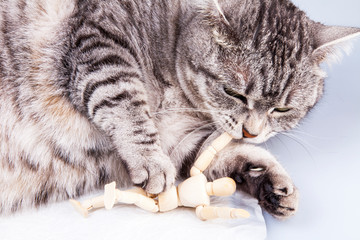 Beautiful grey cat plays with human model for artists