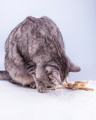 Beautiful grey cat plays with human model for artists