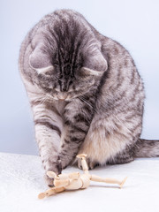 Beautiful grey cat plays with human model for artists