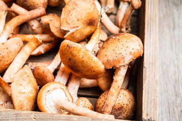 Wild honey fungus (Armillaria mellea) mushrooms on the rustic wooden background. Selective focus. Shallow depth of field. 