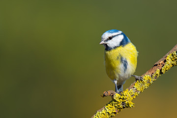 Single blue tit sitting on tree branch
